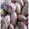 Long Light Speckled Kidney Bean