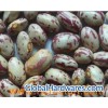 light speckled kidney beans 02