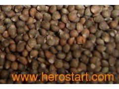 Sell Perilla Seeds图1