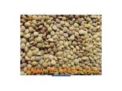 Lentils 001图1