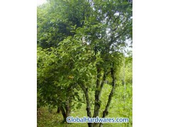 Cinnamon Bark extract powder图1