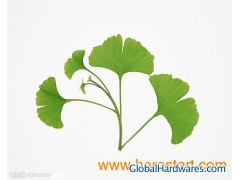 Ginkgo Biloba extrac图1
