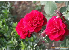 High quality natural plant extract Rose Extract图1