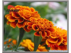 Lutein10%-70%(HPLC/UV)图1