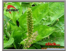 Plantago Extract Ingredient Herbal Health图1