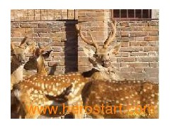Deer velvet antler extract图1