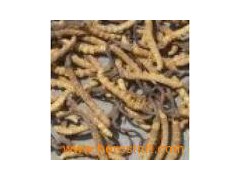 Cordyceps extract图1