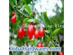Chinese wolfberry P.E.图1