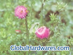 Milk Thistle Ext.图1