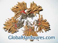 Cordyceps图1