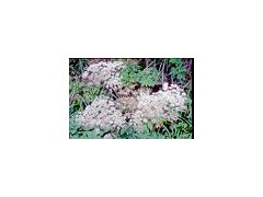 Angelica/Dong Quai extract powder图1