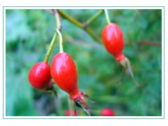 rose hip concentrate图1