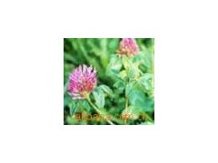 trifolium pratense图1