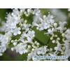 valeriana officinalis