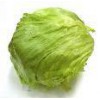 Sell Lettuce - Egyturk Company