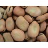 Broad Bean