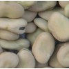Broad Beans
