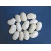 White Kidney Bean