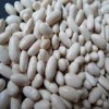 White Kidney Bean (All types)