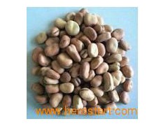 Broad Bean 003图1