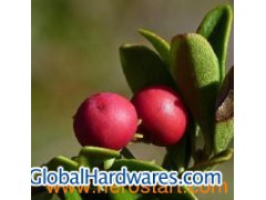 Alpha Arbutin Powder图1