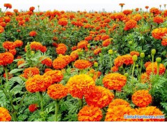marigold extract lutein 5%,20%,80% by HPLC图1