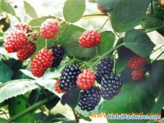 Mulberry Extract- Anthocyanin图1