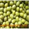 High_Quality_Green_Mung_Bean.3