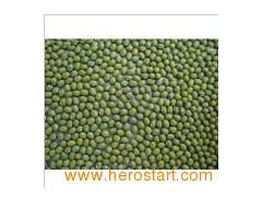 Mung Beans (0203)图1