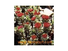 Rhodiola Rosea Extract图1