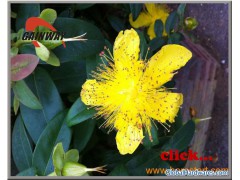 St John Wort Extract-Hypericin 0.3% UV图1