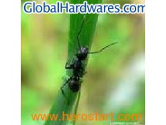 Ant extract图1