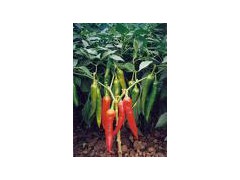 Cayenne extract powder图1