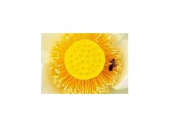 Bee Pollen powder图1