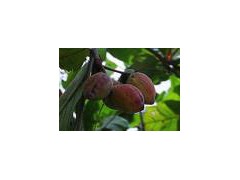 Almond extract powder图1
