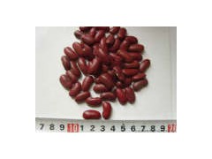 Red Kidney Bean图1