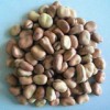Broad Bean