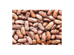 Milk Colored Kidney Bean图1
