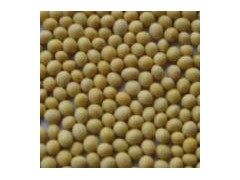 Organic Soybean图1