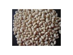 Japanese White Kidney Bean图1