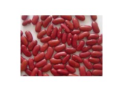 Red Kidney Bean图1
