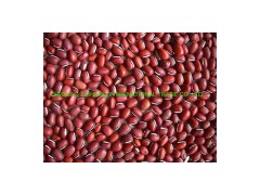 Red Small Beans图1