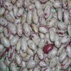 Light Speckled Kidney Beans Round Shape