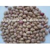 Light Speckled Kidney Beans Round Shape