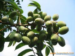 High Quality olive leaf extract图1