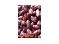 Purple Kidney Beans (008)图1