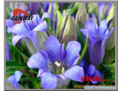 Gentian Extract Ingredient Herbal Health图1