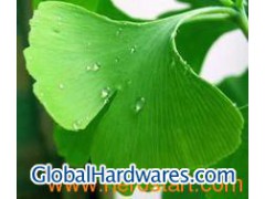 Ginkgo Biloba Extract图1