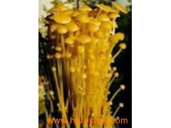 Mushroom extract-polysaccharide图1