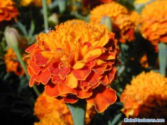 water-soluble lutein图1